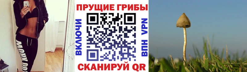 Купить где  Сухиничи  Псилоцибиновые грибы GOLDEN TEACHER 